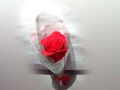 Single Red Rose