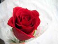 Single Red Rose