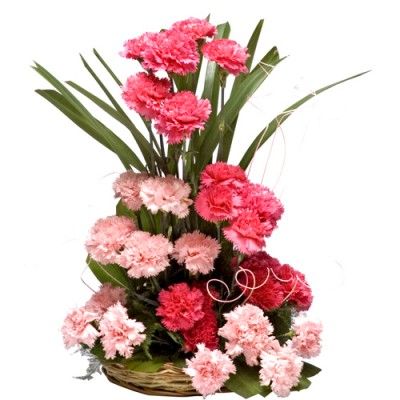 40 Mixed Carnations