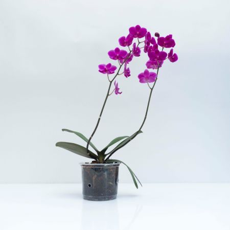 24” Assorted Orchid Phalaenopsis