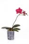 24” Assorted Orchid Phalaenopsis
